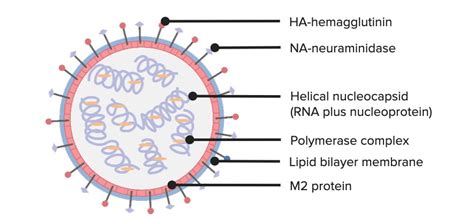 Influenza Virus Structure