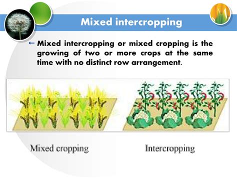 PPT - Cropping systems, Cropping patterns ABT-320 PowerPoint Presentation - ID:9183676