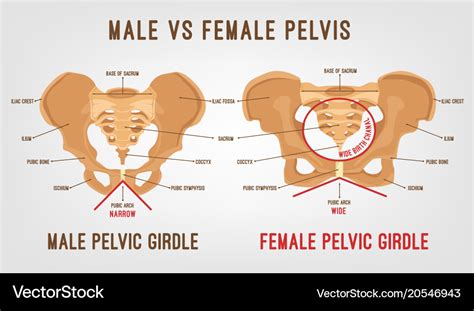 Female male pelvis Royalty Free Vector Image - VectorStock