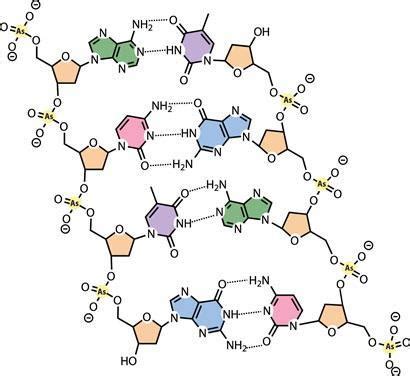 Can arsenic bind to bacterial DNA? | News | Chemistry World