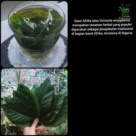 Jual Daun Afrika Selatan Segar 1kg - Obat Ramuan dan Bahan Herbal di ...