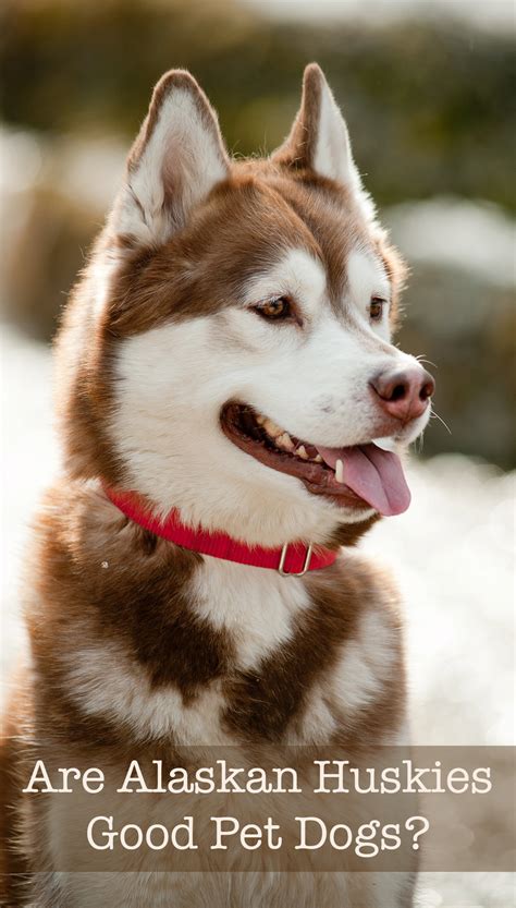 Alaskan Husky - Pros and Cons of an Unusual Sled Dog