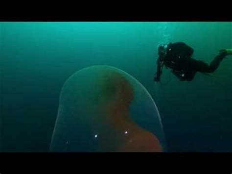 This mesmerising underwater blob is actually a huge, rare mass of squid eggs - Nexus Newsfeed