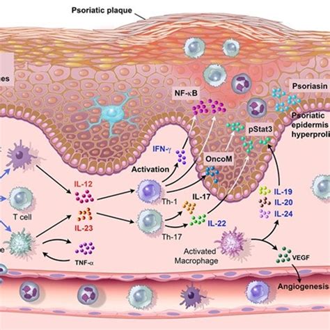 Mechanism 1 Anifrolumab binds IFNAR1 Illustration by Jackie Heda ...