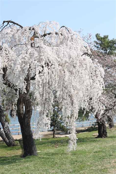 Prunus subhirtella alba (weeping white cherry tree) | Trees | Pinterest ...