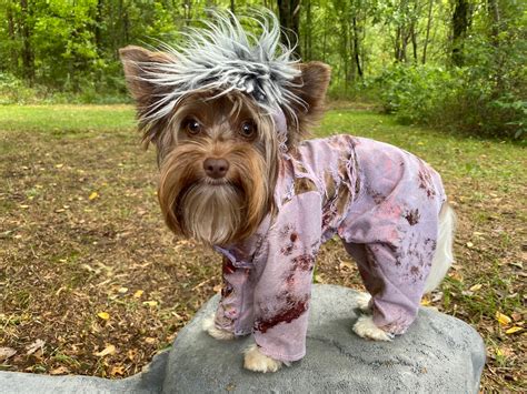 Zombie dog Halloween costume for small breed dogs | Etsy