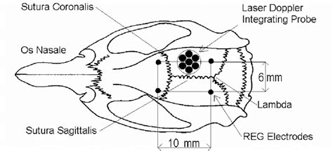 Rat skull with electrode and probe localization. | Download Scientific ...