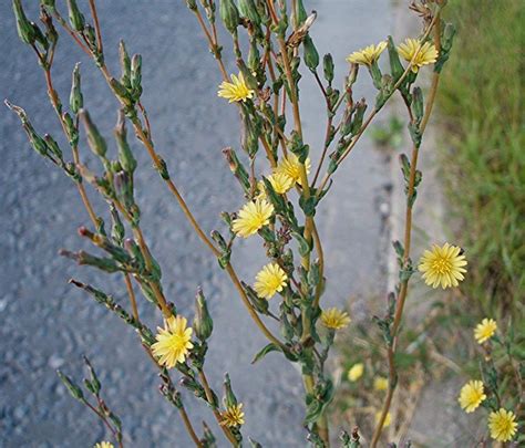 Wild Prickly Lettuce Lactuca Serriola Medicinal Edible Plant | Etsy | Wild lettuce, Biennial ...