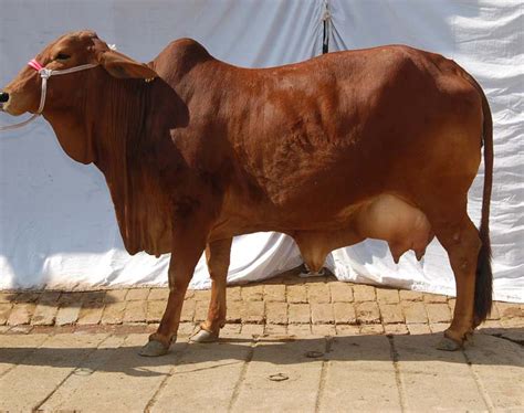 Buy Sahiwal Cow from Khurana Dairy Farm, India | ID - 803366