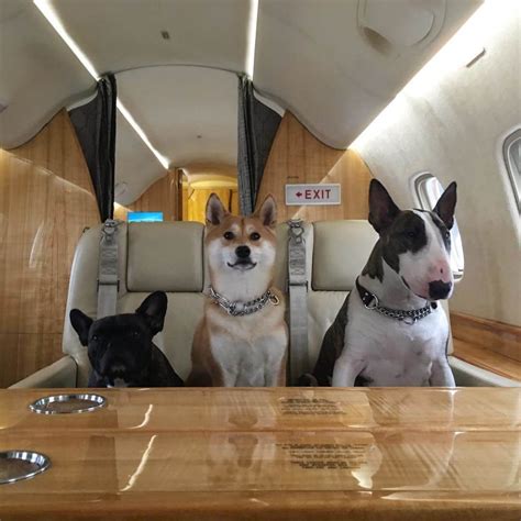 Pet-Friendly Private Charter Flights | Private Jet Charter