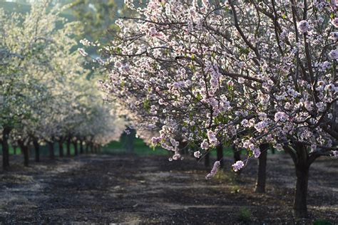 Almond Blossom in Israel 2024-2025 - Rove.me