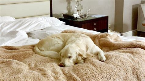 10 best pet-friendly resorts and hotels in the U.S. - FamilyVacationist