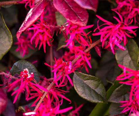 Loropetalum care and growing guide – expert tips for these flowering ...