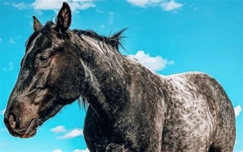 Top 45 Blue Roan Horse Names - PetPress