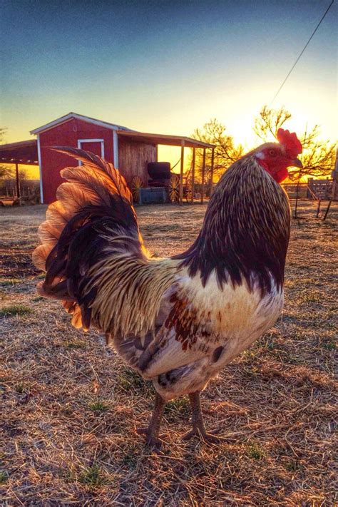 Farm life | Chickens backyard, Chickens and roosters, Farm animals