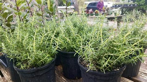 Rosemary Leaf Herb Profile | Rosemary leaves, Benefits of rosemary ...