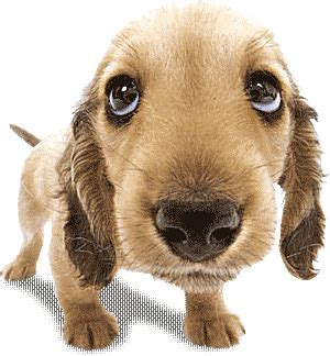 Puppy Eyes Puppy Sticker - Puppy Eyes Puppy Dog - Discover & Share GIFs
