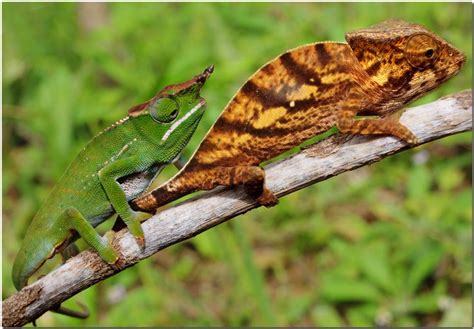 Chameleons, Madagascar | Chameleon, Madagascar, Animals