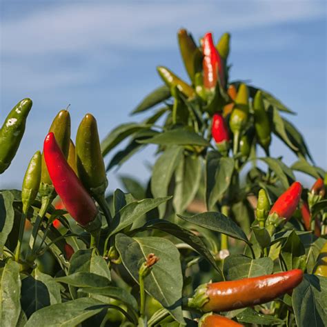 How to Grow Your Own Chilli Peppers at Home: A Guide for Beginners - Crafting Her Blooms