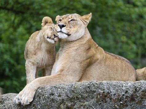 big, Cats, Lions, Cubs, Stones, Two, Animals, Lion, Cub, Baby, Love, Mother Wallpapers HD ...