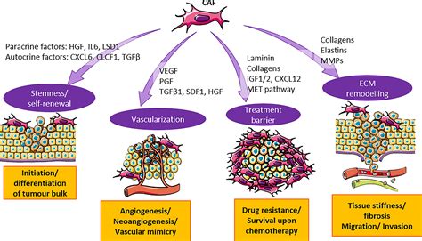 Frontiers | The origins, roles and therapies of cancer associated ...