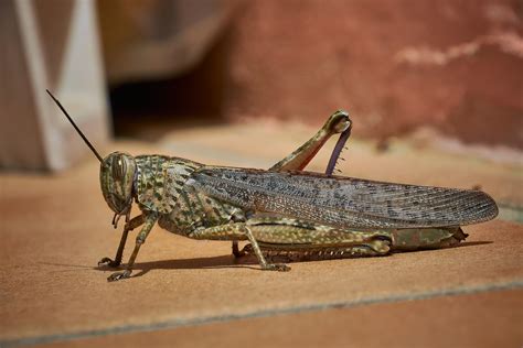 Crickets vs Grasshoppers & How to Prevent Them from Taking Over