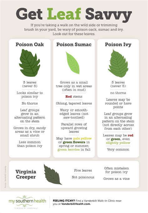 Infographic: Learn to Identify Poison Ivy, Oak, and Sumac | Identify poison ivy, Poison ivy ...