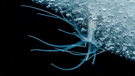 Life Beneath Antarctica Captured In Dramatic Images By Daring Biologist | IFLScience