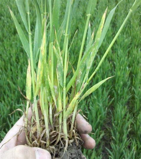 Early season disease management: It’s time to start scouting for wheat diseases - Wheat