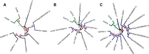 Phylogenetic analysis of FACT and SPT6 families of histone chaperones... | Download Scientific ...