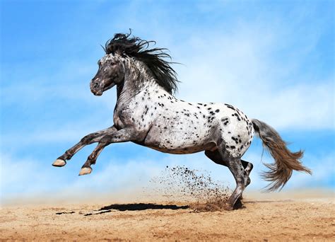 Horse Sky Run Animals wallpaper | Chevaux appaloosa, Cheval, Appaloosa