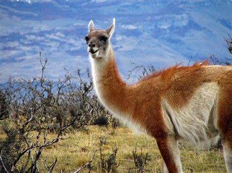 Guanaco | A guanaco from the national chilean park Towers of… | Flickr