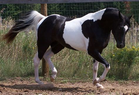 Colourful Equines, Black tobiano Pintabian stallion. (source) in 2022 ...