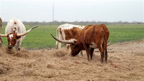 Longhorn Ranch Stock Video Footage - 4K and HD Video Clips | Shutterstock