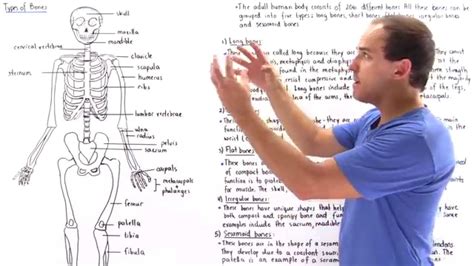 Inside Long Bone Labeling - Cartilage Bone Ossification The Histology ...