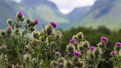 THE FLOWER OF SCOTLAND AND THE HIGHLANDS – Thistle Tours