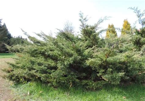 25 Different Types of Juniper Trees & Their Identifying Features