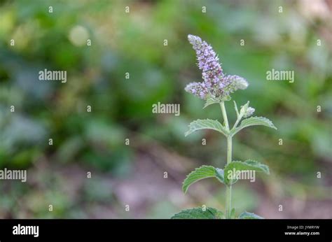 Spearmint plant hi-res stock photography and images - Alamy