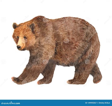 Watercolor Brown Bear Animal Illustration Isolated Stock Illustration - Illustration of print ...