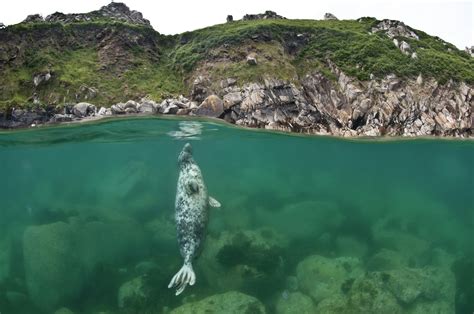 Sustainability, ecotourism and conservation on Lundy Island - Lonely Planet