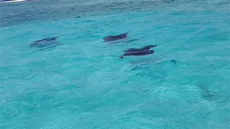 Maldives Snorkeling - Juin - Baa Atoll - Mantas saison : Forum Maldives - Routard.com