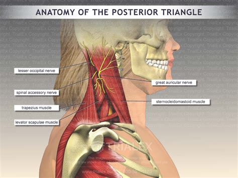 Anatomy of the Posterior Triangle - TrialExhibits Inc.