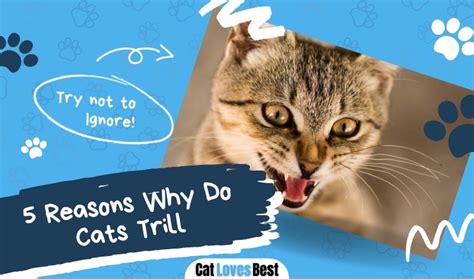 5 Reasons Why Do Cats Trill | And How Does It Sound