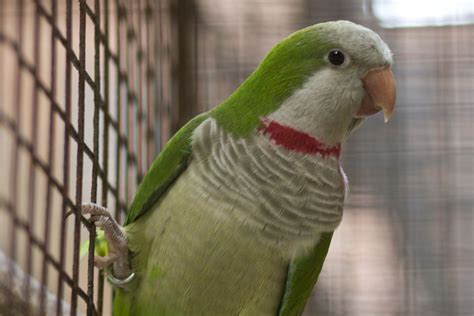 Monk Parakeets are highly intelligent, social birds. Those kept as pets routinely develop large ...