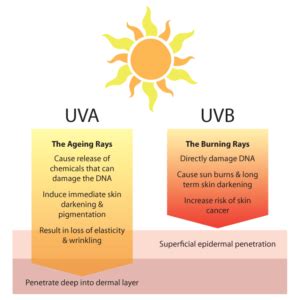 Sun Exposure and Skin Damage - BeautéScience