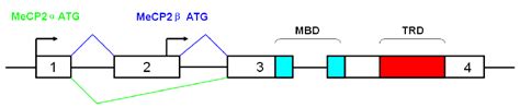 Structure of the MeCP2 gene and mRNA. Alternative splicing for the ...