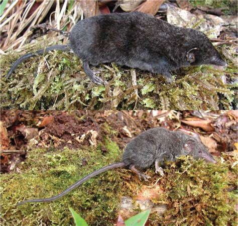 A new genus and species of shrew (Mammalia: Soricidae) from Palawan Island, Philippines