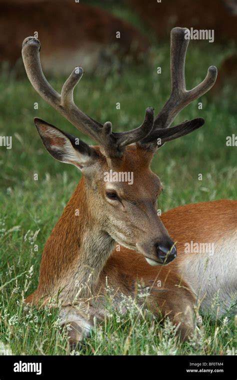 Hart deer hi-res stock photography and images - Alamy