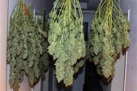 Top HIGH YIELD Strains List: Indoor & Outdoor Seeds - Mold Resistant ...