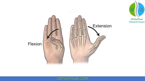 Wrist Flexion And Extension